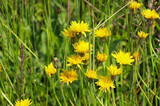 ​A close-up of bright yellow flowers growing in green grass creates a feeling of a summer day and natural beauty. This photograph is ideal for illustrating themes related to nature, wildflowers, ecolo