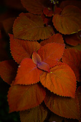 autumn leaves in water