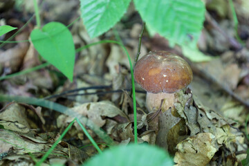 A miniature porcini mushroom with a delicate cap pushes through fallen leaves, illuminated by soft forest light. This close-up captures the beginning of a new mushroom's life in its natural habitat.