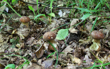 A trio of young porcini mushrooms grows on the forest floor, surrounded by green plants and fallen leaves. This shot captures the natural beauty and uniqueness of forest fungi, adding to the atmospher