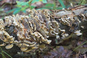 ​A group of layered, tile-like fungi covers a fallen log, showing amazing natural patterns and...