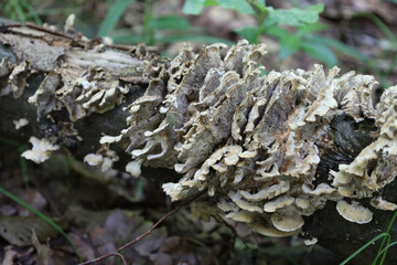 A panoramic view of decaying wood with a colony of fungi in the foreground, creating an intricate pattern and adding texture to the forest environment.