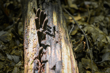 Tubular fungi with a unique shape grow on a fallen branch, creating an unusual silhouette against a blurred forest undergrowth. This low-key photograph highlights the mystery of wildlife and its organ