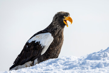 White-tailed Eagle, Japan