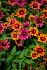 pink and yellow flowers