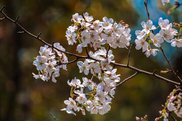 桜