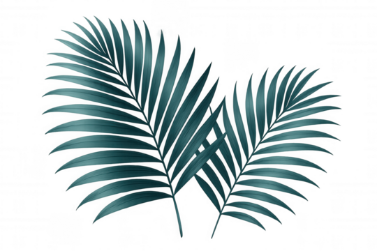 Two teal palm leaves are overlapping, bringing tropical vibes to designs with transparent background, perfect for summer projects