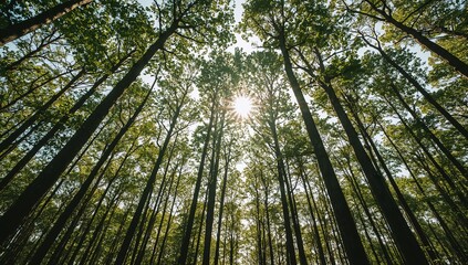 Obraz premium Sunlight filtering through tall pine trees in a dense forest.