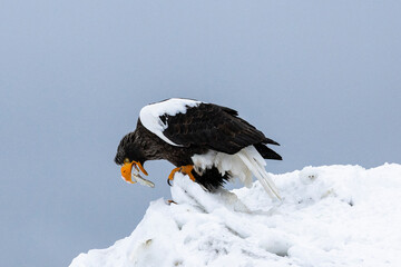 White-tailed Eagle, Japan