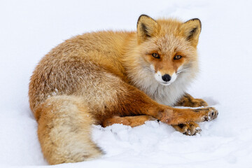 Red Fox in the cold snow in Japan