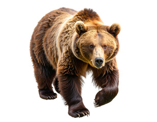 Fototapeta premium Artistic Illustration of a Mighty Brown Bear in Motion, isolated on transparent background PNG