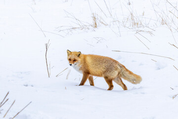 Red Fox in the cold snow in Japan