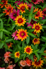 red and yellow flowers
