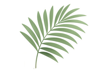 Fototapeta premium Green tropical palm leaf isolating on white, complementing summer design layouts