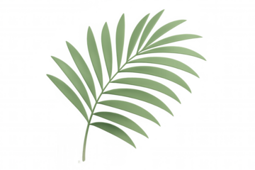 Green tropical palm leaf isolating on white, complementing summer design layouts