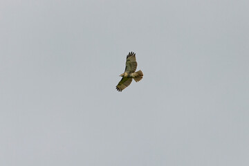Red-tailed hawk (Buteo jamaicensis) in flight. 