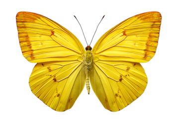  Artistic Watercolor Yellow Butterfly with Soft Brush Strokes, Full Body, Isolated on Transparent Background