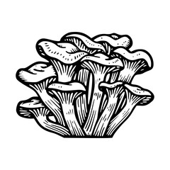 detailed drawing of wild mushrooms
