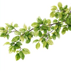 Delicate branch with vibrant green leaves against white