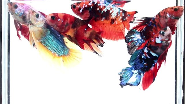 colorful fish on a white