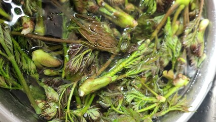 small frog in the pond