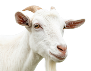 1 - Adult White Goat Side View – Clean Studio Style PNG