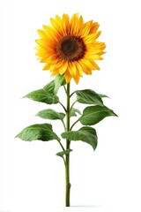 Single sunflower, vibrant yellow,  standing tall against white background