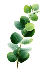 Vibrant sprig of eucalyptus leaves against a white background
