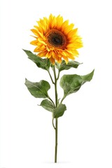 Obraz premium Single sunflower with bright yellow petals and green leaves