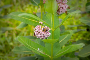 Serial. One of the photos on carpenter bee (Xylocopa) and blooming milkweed flowers (Asclepias syriaca) on blooming a meadow.