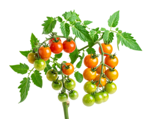Angled Side View of Tomato Plant Branch with Mixed Ripening Tomatoes, Transparent Cutout