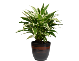 Angled Side View of Variegated Spider Plant in Decorative Pot, Transparent Cutout