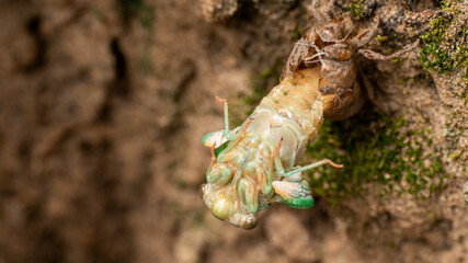 molting cicada