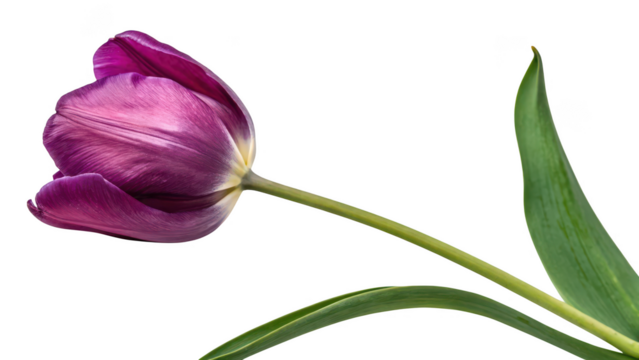 A single purple tulip flower with green leaves isolated on transparent background