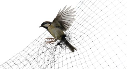 Bird trapped in a net, struggling to escape with wings spread, concept of freedom, capture