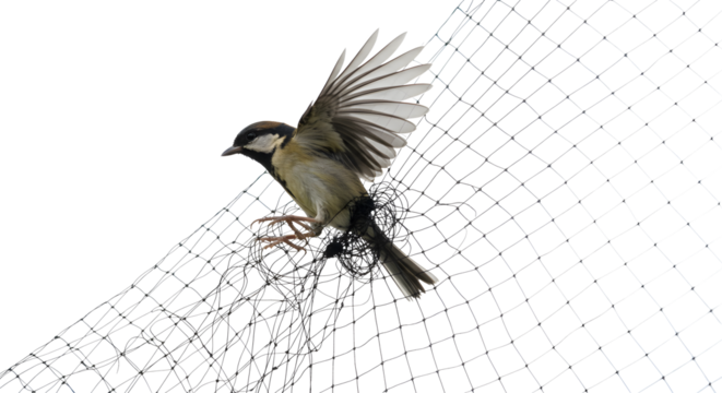 Bird trapped in a net, struggling to escape with wings spread, concept of freedom, capture