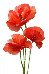 Obraz premium Three vibrant red poppies against a white background