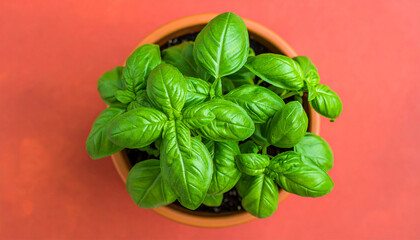 Obraz premium Fresh Basil in Clay Pot: Fresh basil plant flourishes in a clay pot, against a vibrant backdrop. Capture the verdant beauty and fragrant freshness of this essential herb.