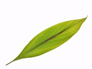 Obraz premium Turmeric (Curcuma longa) leaf with dew drops isolated on white background