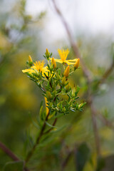 yellow flowers on a branch