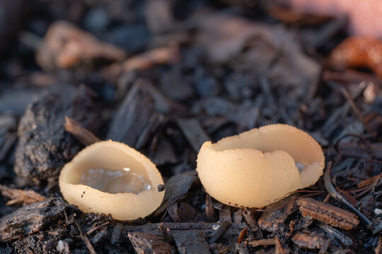 An interesting cup fungus growing in Texas.
