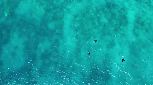 Manta Ray over coal reef, Western Australia, drone top down view.