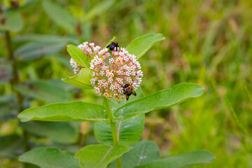 Serial. One of the photos on carpenter bee (Xylocopa) and blooming milkweed flowers (Asclepias syriaca) on blooming a meadow.