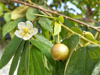Obraz premium Singapore cherry or Muntingia calabura still on tree with dew drops in outdoor garden 