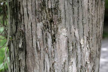 Close-up of rough tree bark