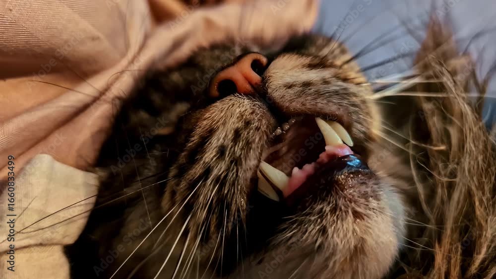 Poster an extreme close-up macro shot captures the funny and adorable face of a tabby cat in a deep sleep, 