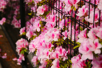Pink azaleas bloom beautifully along a fence in Tokyo. Japan