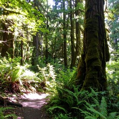 Sunlit forest path through ferns and trees