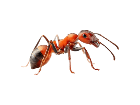 A close-up view of a red ant