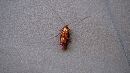 A dead cockroach upside down on the floor.